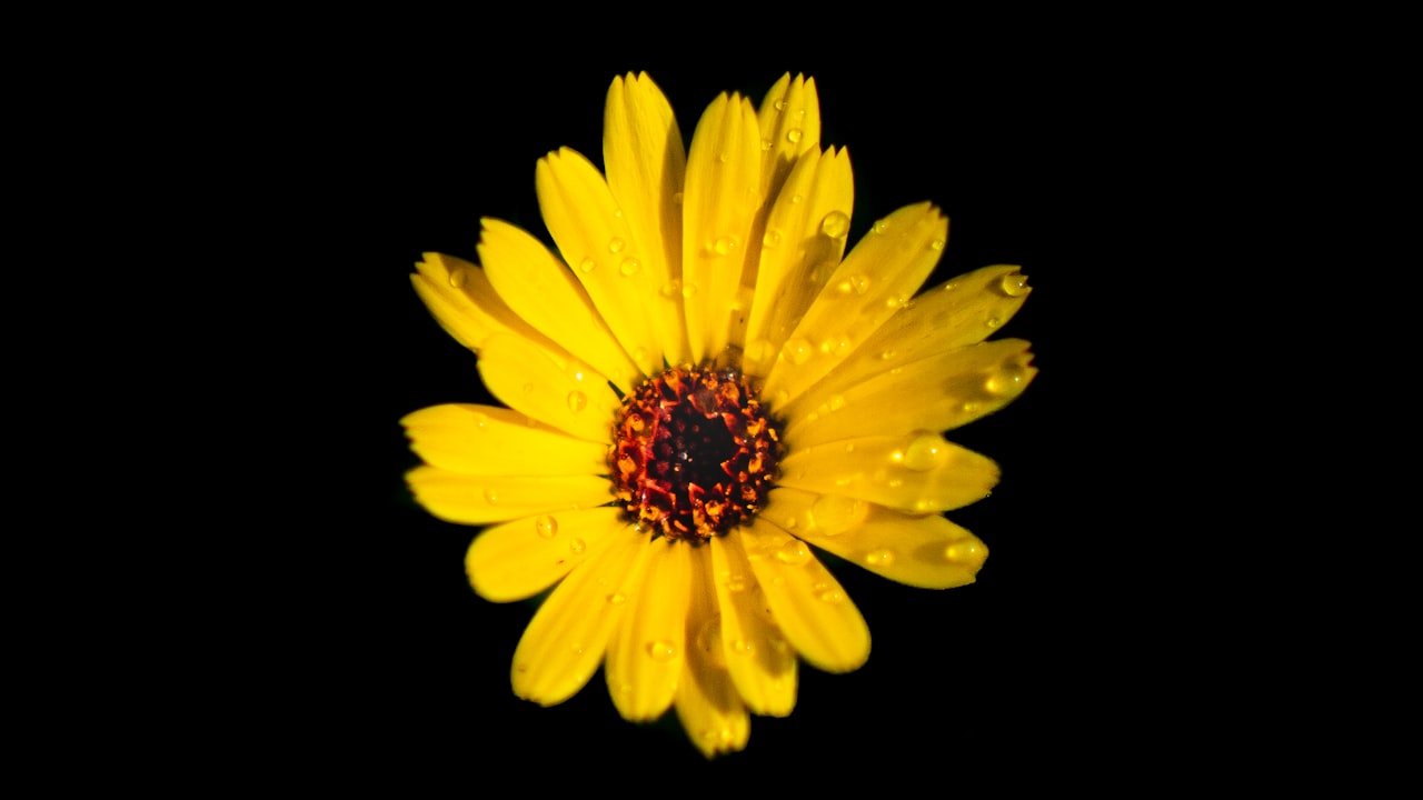 Tips for Choosing the Right Wholesale Wallpaper for Interiors