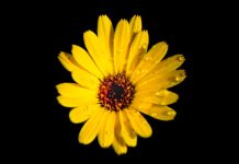 Tips for Choosing the Right Wholesale Wallpaper for Interiors